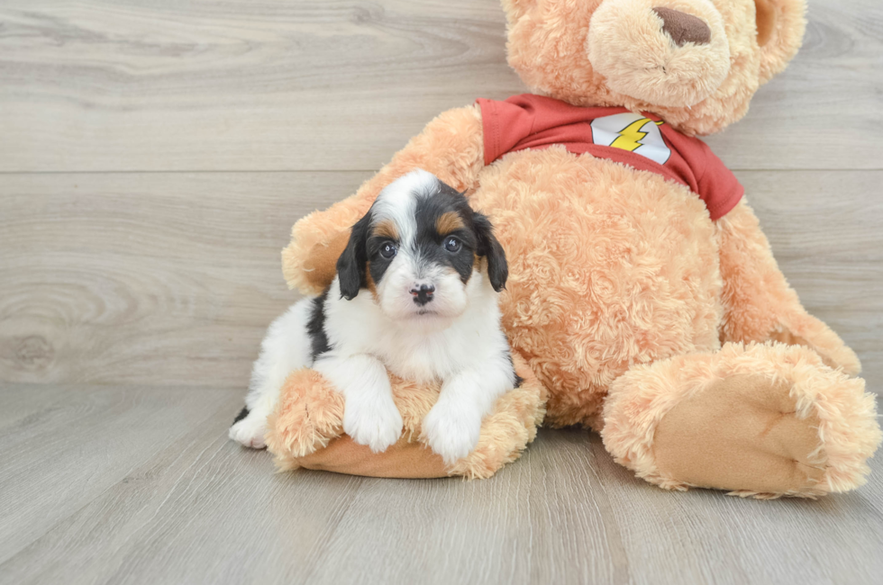 6 week old Mini Aussiedoodle Puppy For Sale - Simply Southern Pups