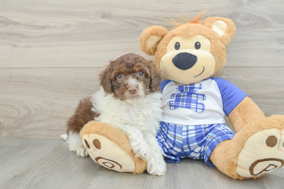 6 week old Mini Aussiedoodle Puppy For Sale - Simply Southern Pups