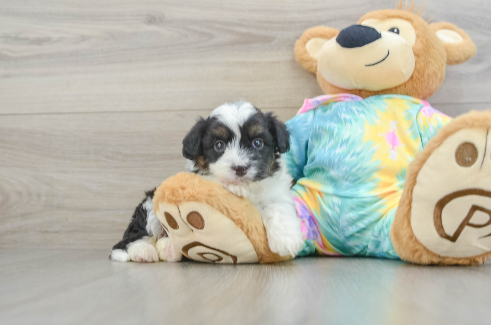 5 week old Mini Aussiedoodle Puppy For Sale - Simply Southern Pups