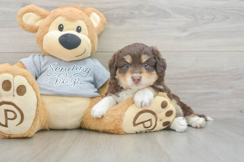 5 week old Mini Aussiedoodle Puppy For Sale - Simply Southern Pups