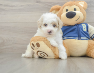 9 week old Mini Aussiedoodle Puppy For Sale - Simply Southern Pups