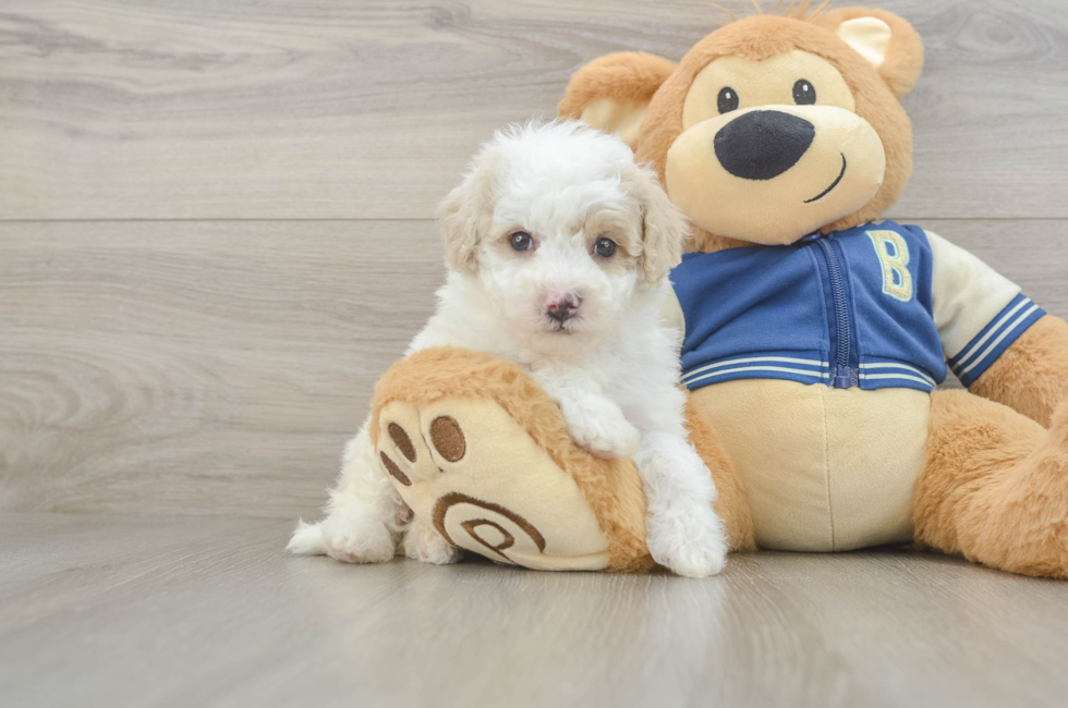 5 week old Mini Aussiedoodle Puppy For Sale - Simply Southern Pups