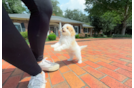 Cute Mini Aussiedoodle Poodle Mix Pup