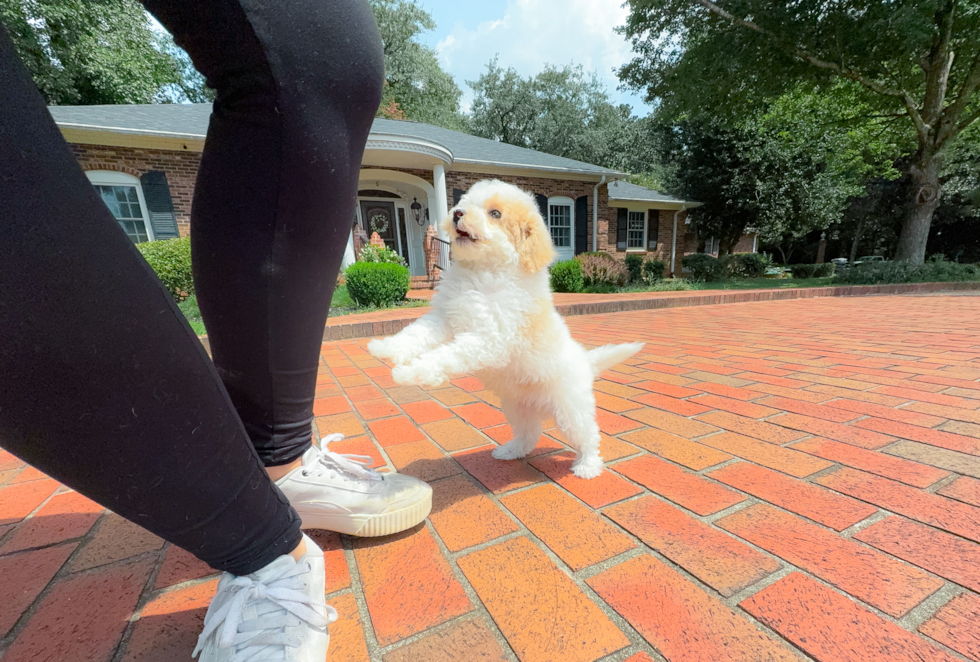 Cute Mini Aussiedoodle Poodle Mix Pup