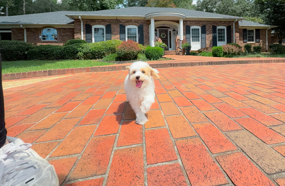 Mini Aussiedoodle Pup Being Cute