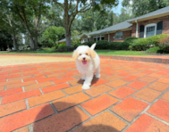 9 week old Mini Aussiedoodle Puppy For Sale - Simply Southern Pups