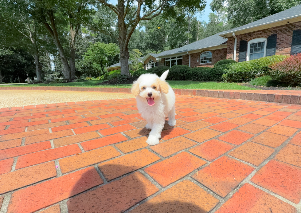 Cute Mini Aussiedoodle Poodle Mix Pup