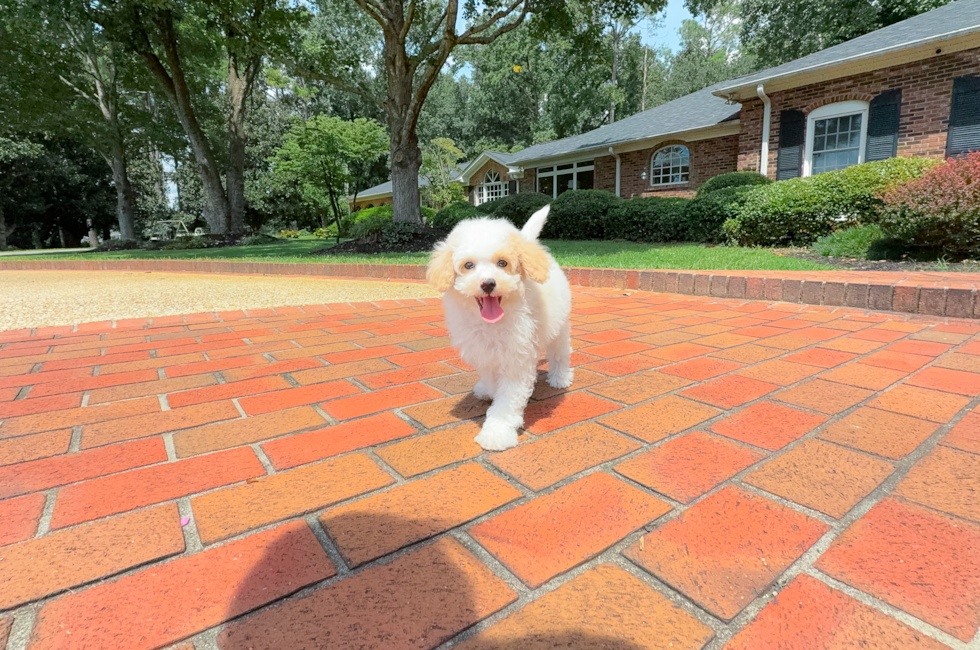 9 week old Mini Aussiedoodle Puppy For Sale - Simply Southern Pups