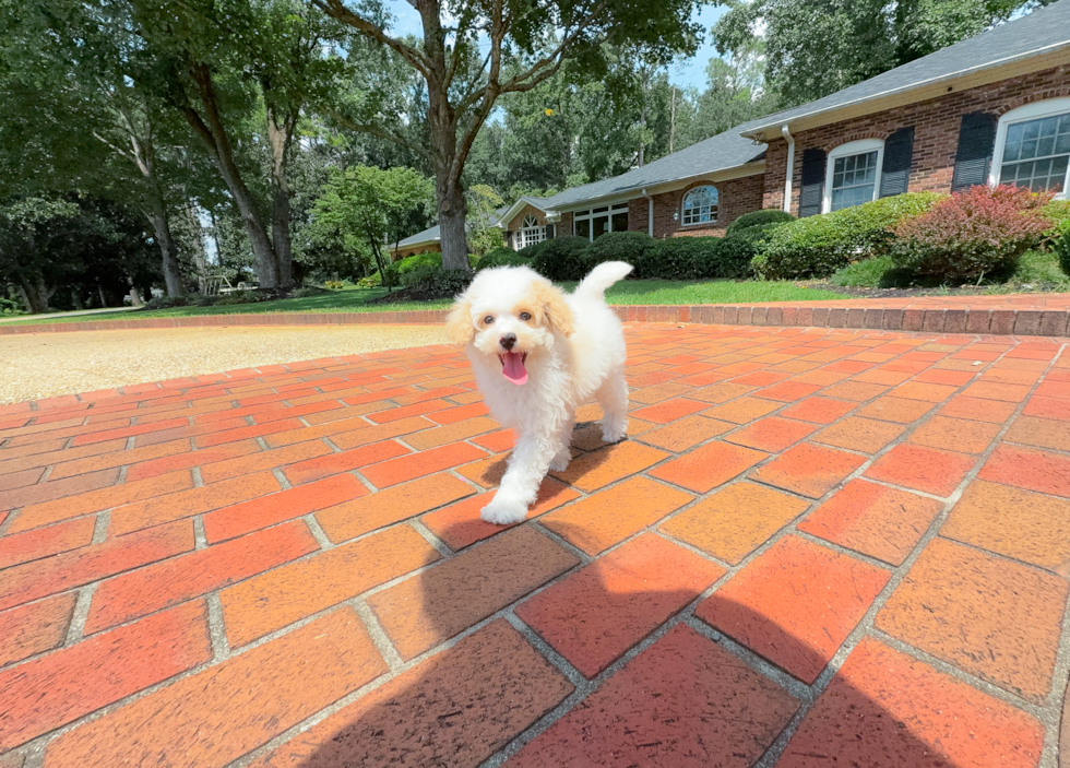 Cute Mini Aussiedoodle Baby