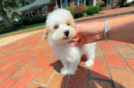 Mini Aussiedoodle Pup Being Cute