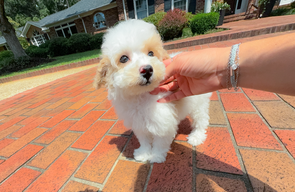 Mini Aussiedoodle Pup Being Cute