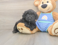 6 week old Mini Aussiedoodle Puppy For Sale - Simply Southern Pups