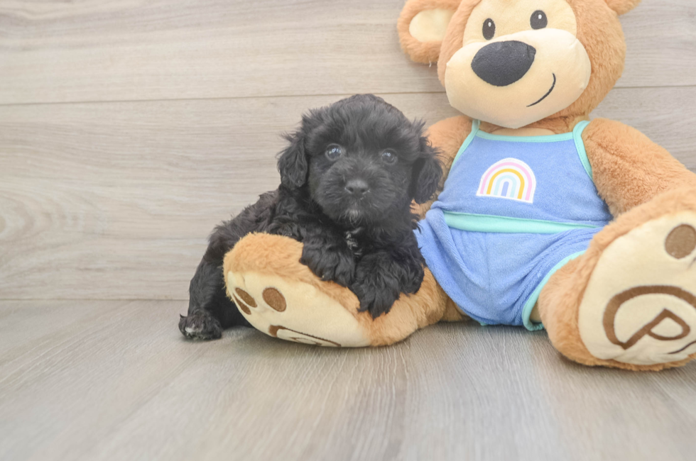 5 week old Mini Aussiedoodle Puppy For Sale - Simply Southern Pups