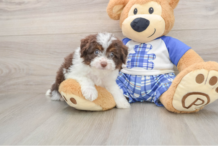 Playful Mini Aussiepoodle Poodle Mix Puppy