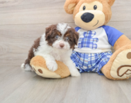 7 week old Mini Aussiedoodle Puppy For Sale - Simply Southern Pups