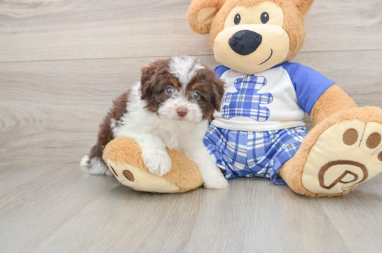 Playful Mini Aussiepoodle Poodle Mix Puppy