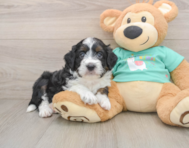 6 week old Mini Aussiedoodle Puppy For Sale - Simply Southern Pups