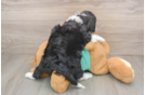 Small Mini Aussiedoodle Baby