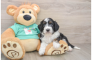 Sweet Mini Aussiedoodle Baby