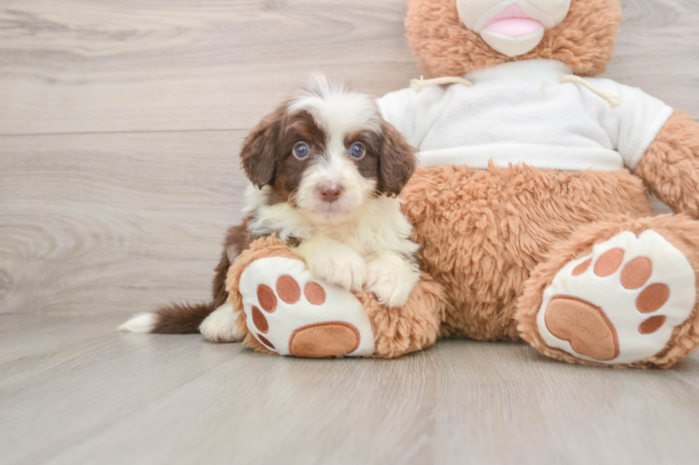 Best Mini Aussiedoodle Baby