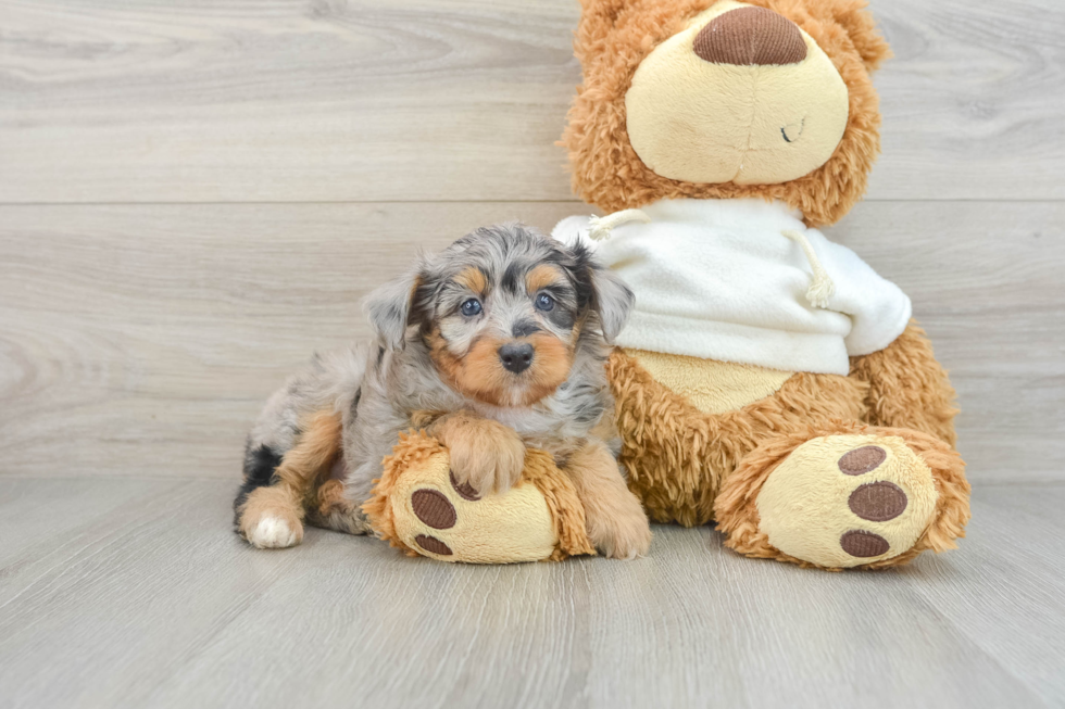 Energetic Aussie Poo Poodle Mix Puppy