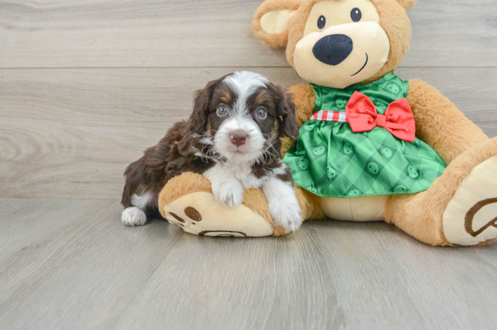 6 week old Mini Aussiedoodle Puppy For Sale - Simply Southern Pups