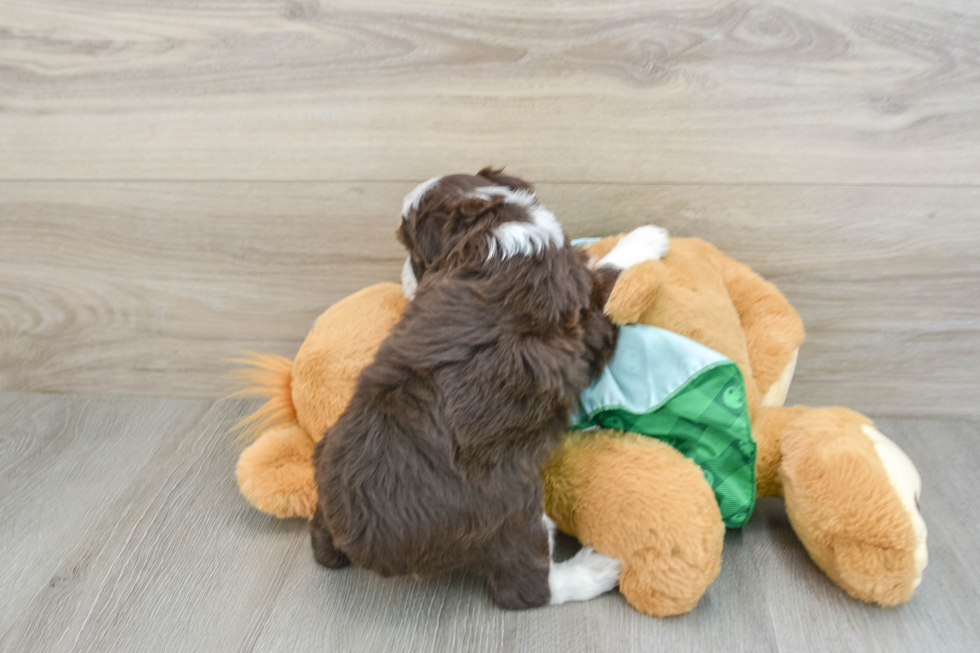 Sweet Mini Aussiedoodle Baby