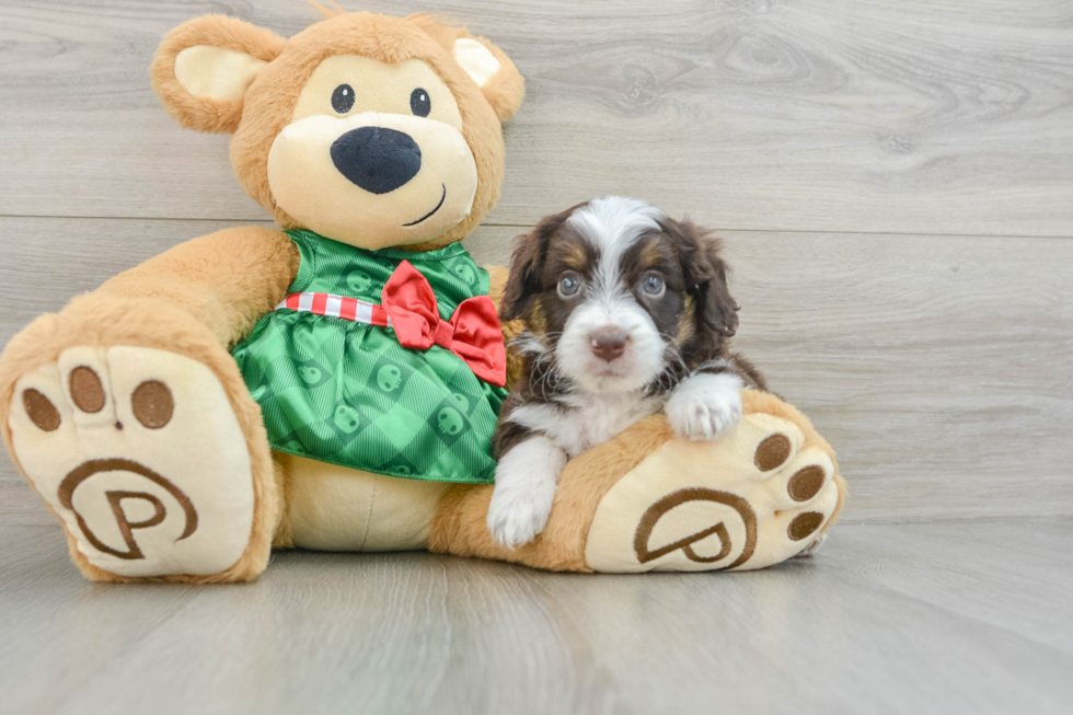 Mini Aussiedoodle Pup Being Cute