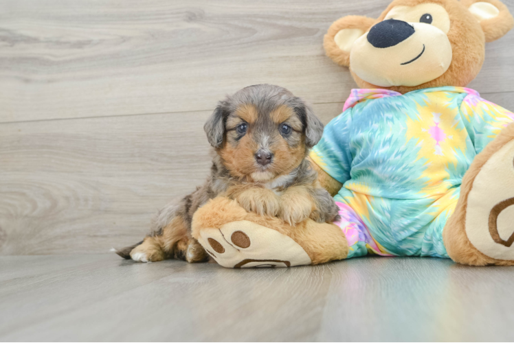 Mini Aussiedoodle Pup Being Cute