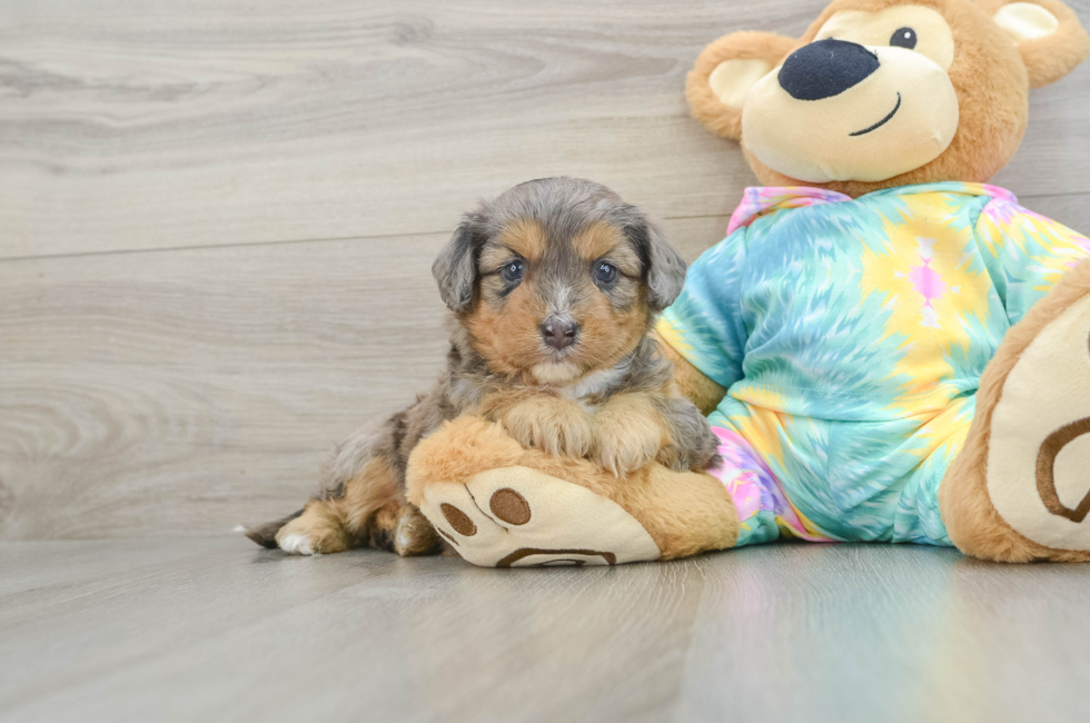 5 week old Mini Aussiedoodle Puppy For Sale - Simply Southern Pups