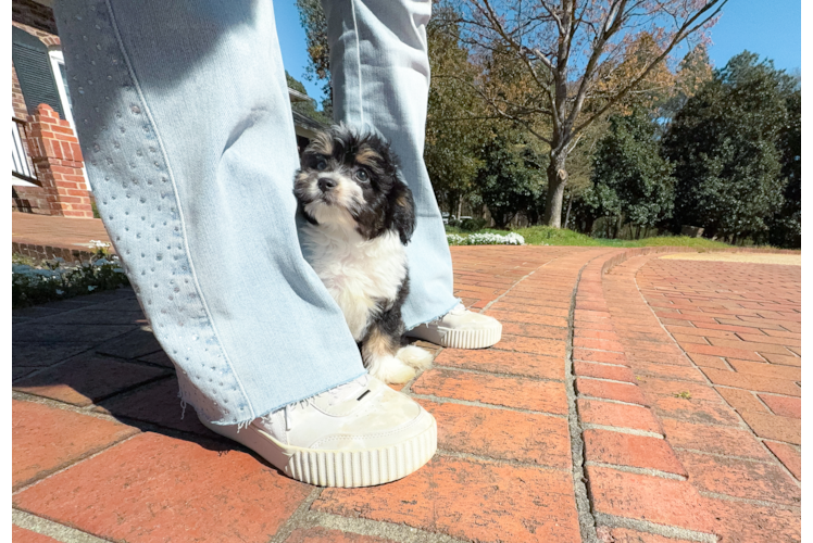 Mini Aussiedoodle Puppy for Adoption