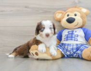 7 week old Mini Aussiedoodle Puppy For Sale - Simply Southern Pups