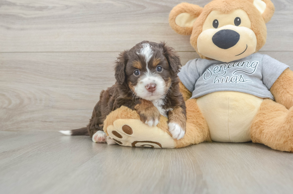 5 week old Mini Aussiedoodle Puppy For Sale - Simply Southern Pups