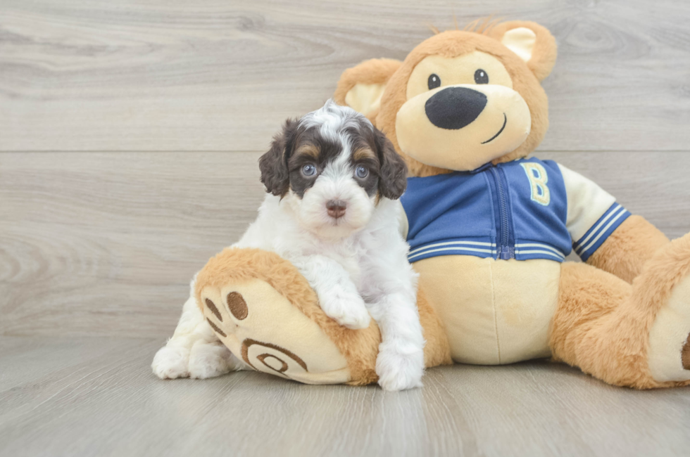 5 week old Mini Aussiedoodle Puppy For Sale - Simply Southern Pups