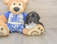 8 week old Mini Aussiedoodle Puppy For Sale - Simply Southern Pups
