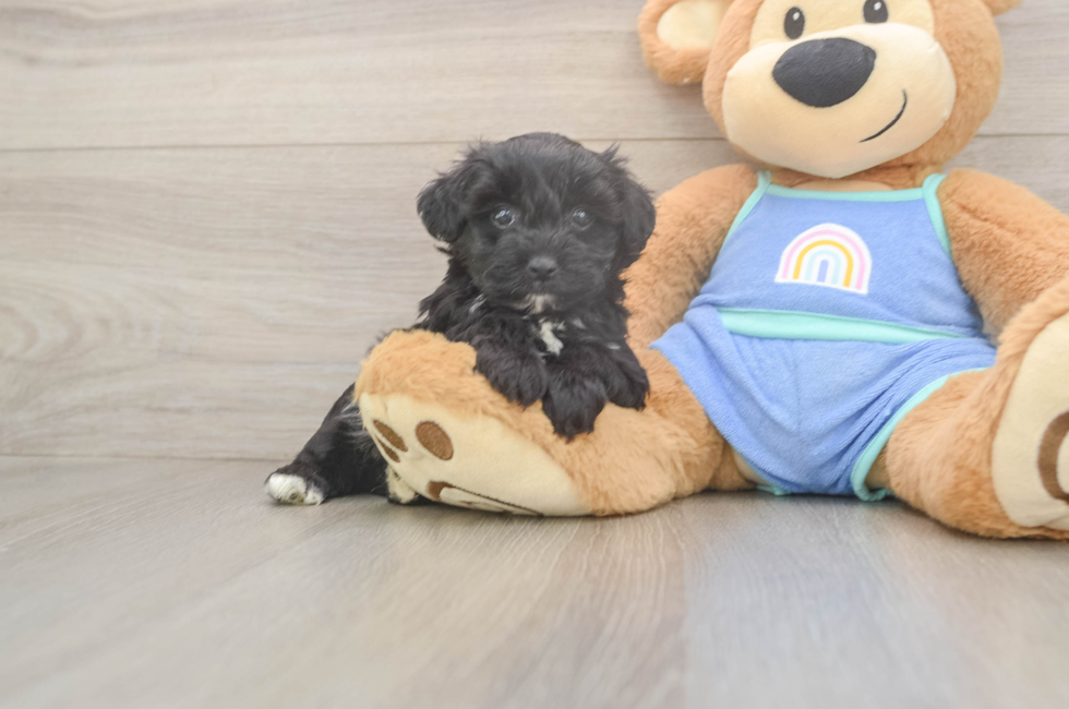 5 week old Mini Aussiedoodle Puppy For Sale - Simply Southern Pups