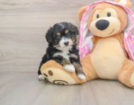 7 week old Mini Aussiedoodle Puppy For Sale - Simply Southern Pups