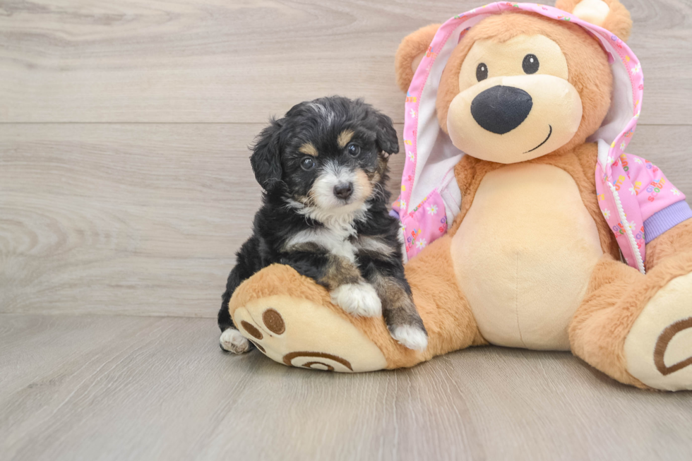 Cute Mini Aussiedoodle Baby