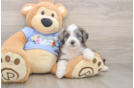 Mini Aussiedoodle Puppy for Adoption