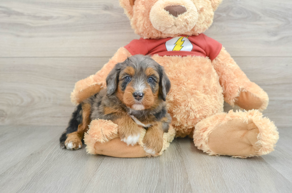 6 week old Mini Aussiedoodle Puppy For Sale - Simply Southern Pups