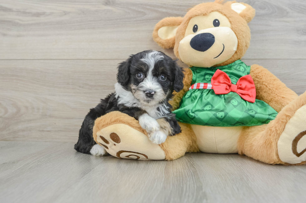 6 week old Mini Aussiedoodle Puppy For Sale - Simply Southern Pups