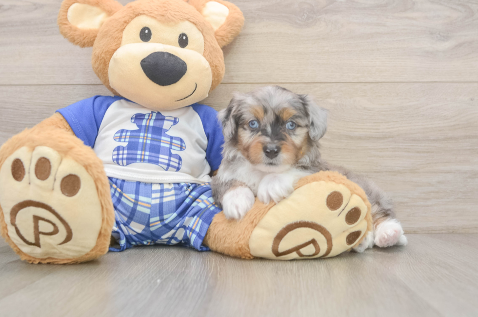 9 week old Mini Aussiedoodle Puppy For Sale - Simply Southern Pups