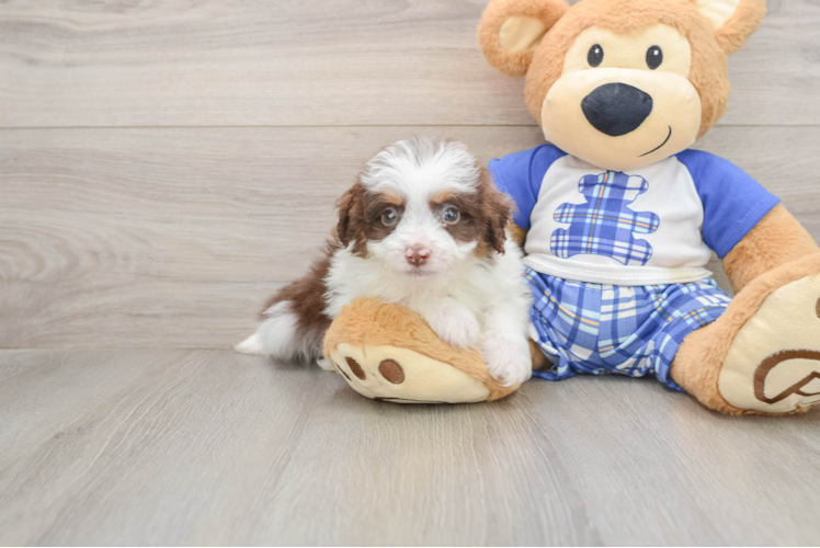 Mini Aussiedoodle Puppy for Adoption
