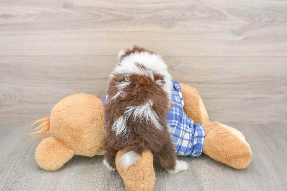 Fluffy Mini Aussiedoodle Poodle Mix Pup