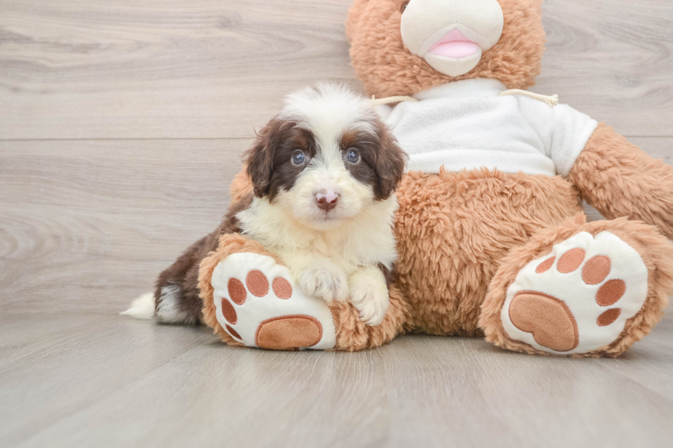 Fluffy Mini Aussiedoodle Poodle Mix Pup