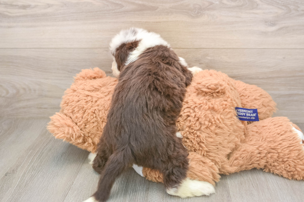 Mini Aussiedoodle Puppy for Adoption