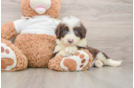 Mini Aussiedoodle Pup Being Cute