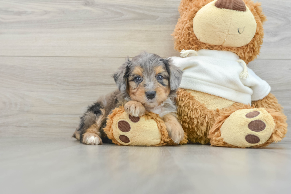 Playful Mini Aussiepoodle Poodle Mix Puppy