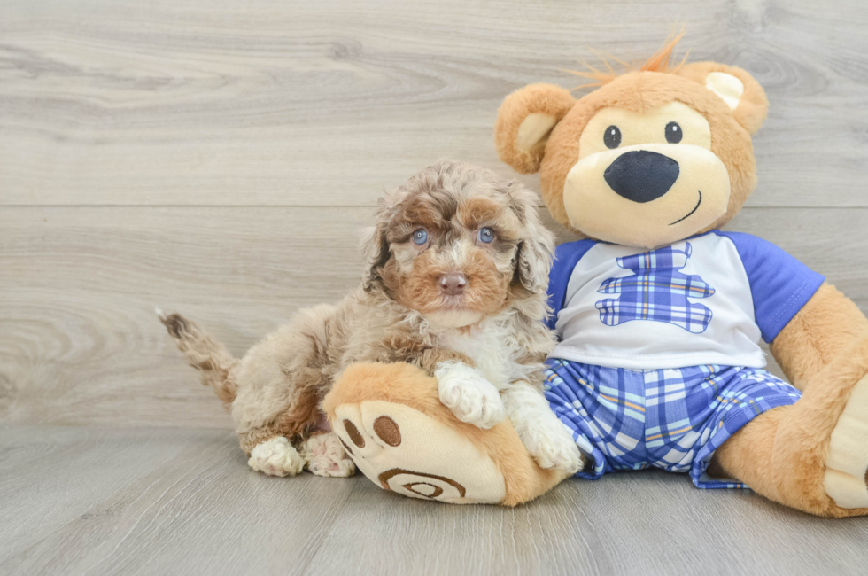 6 week old Mini Aussiedoodle Puppy For Sale - Simply Southern Pups