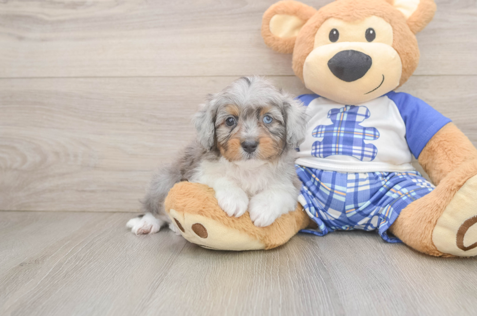 7 week old Mini Aussiedoodle Puppy For Sale - Simply Southern Pups